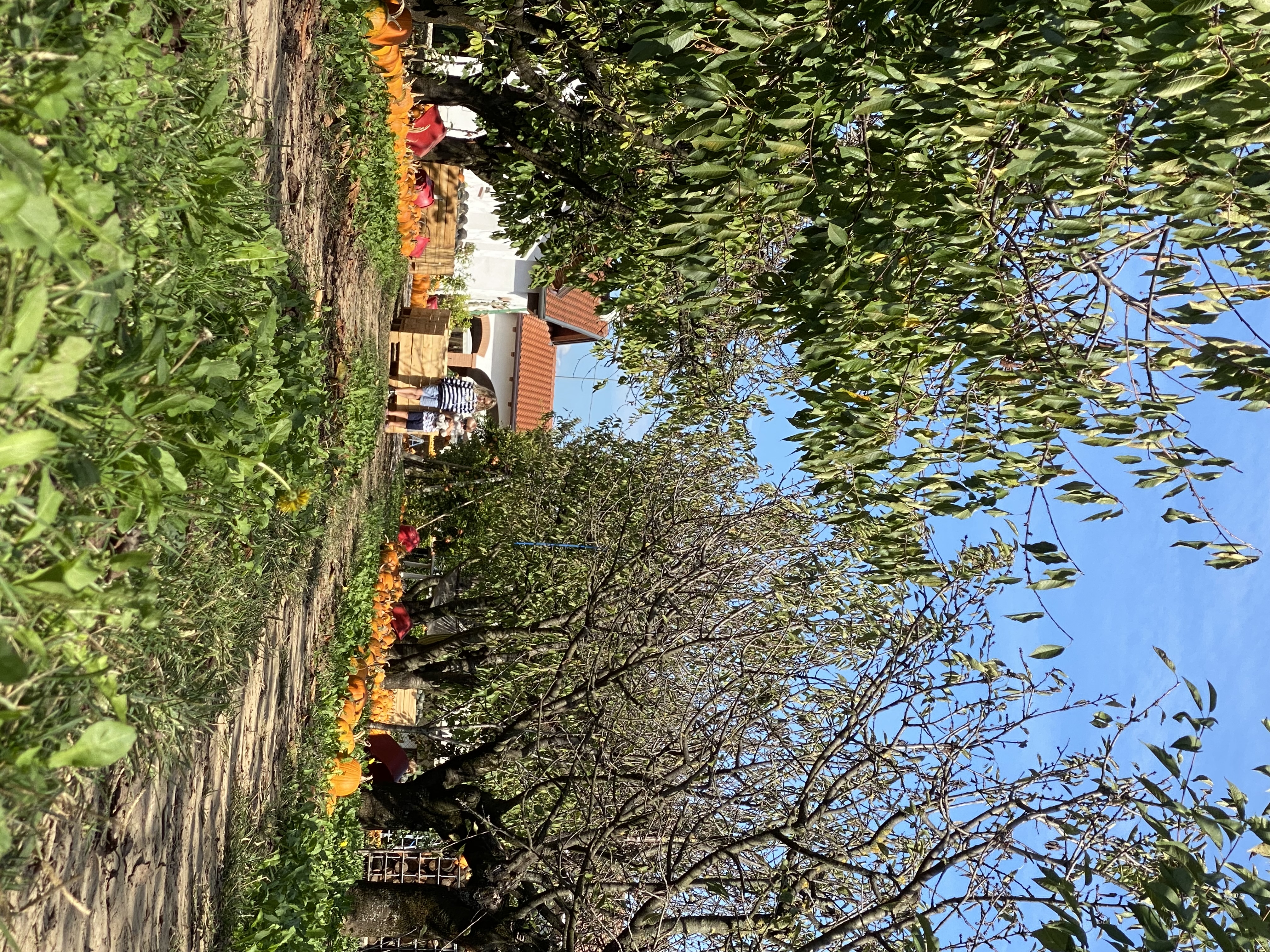 Children exploring a sunlit orchard lined with pumpkins