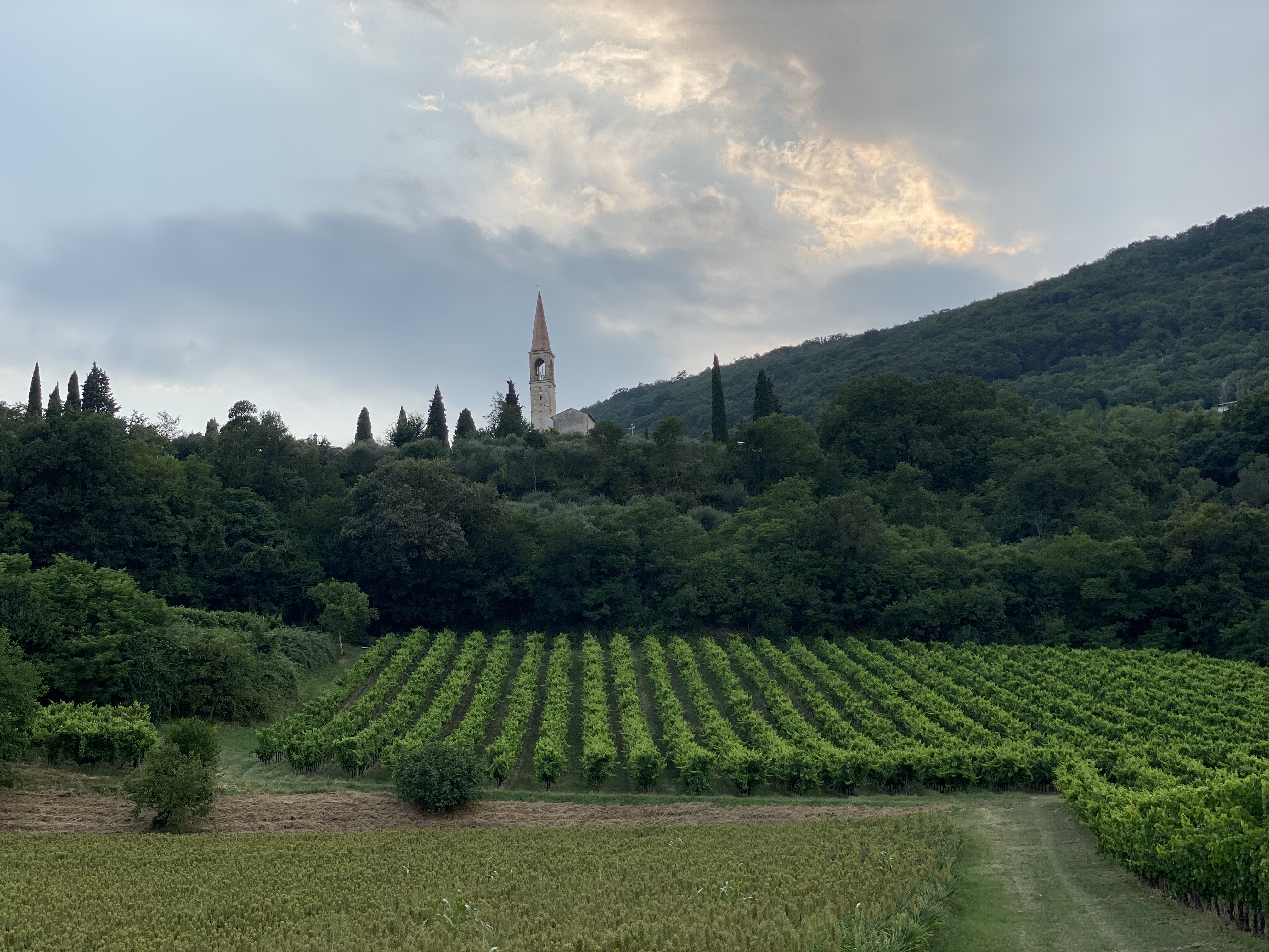 A church nestled among green hills and vineyard rows beneath an evening sky
